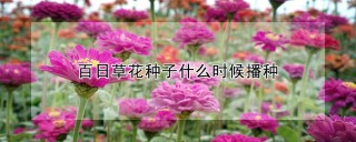 百日草花种子什么时候播种,第1图