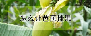 怎么让芭蕉挂果,第1图