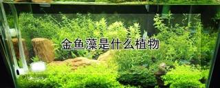 金鱼藻是什么植物,第1图