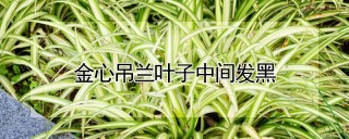 金心吊兰叶子中间发黑,第1图