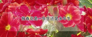 报春花是一年生还是多年生,第1图