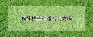 狗牙根草种适合北方吗,第1图