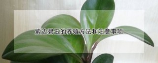 紫边碧玉的养殖方法和注意事项,第1图