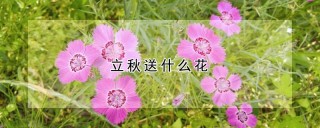 立秋送什么花,第1图