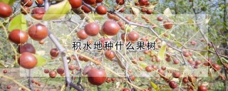 积水地种什么果树,第1图