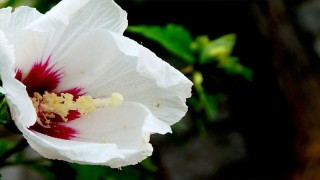 白槿花花语,第1图