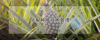 凤梨种植技术管理,第1图