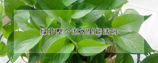 绿萝整个泡水里能活吗,第1图