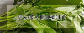 空心菜大棚种植时间,第1图