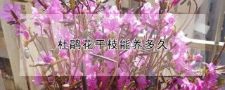 杜鹃花干枝能养多久,第1图