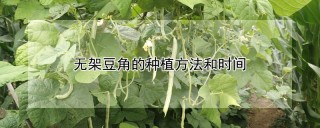 无架豆角的种植方法和时间,第1图