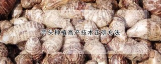 芋头种植高产技术正确方法,第1图