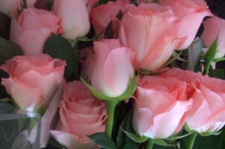 粉色玫瑰花语,第2图