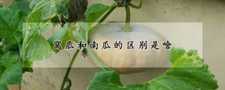 窝瓜和南瓜的区别是啥,第1图