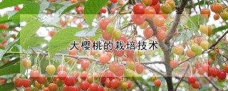 大樱桃的栽培技术,第1图