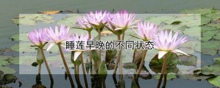 睡莲早晚的不同状态,第1图