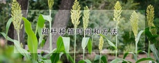 甜杆种植时间和方法,第1图