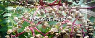 花椒树的管理与修剪,第1图