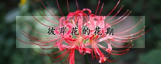 彼岸花的花期,第1图