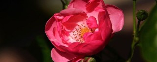 蔷薇是爬藤植物吗,第1图