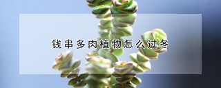 钱串多肉植物怎么过冬,第1图