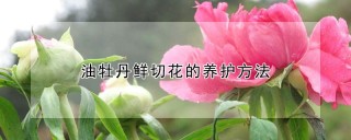 油牡丹鲜切花的养护方法,第1图