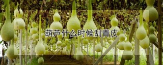 葫芦什么时候刮青皮,第1图