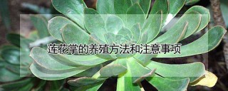 莲花掌的养殖方法和注意事项,第1图