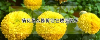 菊花怎么修剪让它矮头又多,第1图