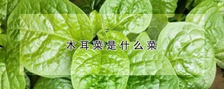 木耳菜是什么菜,第1图