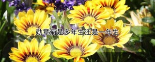 勋章菊是多年生还是一年生,第1图