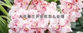 大花蕙兰开完花怎么处理,第1图