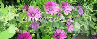 蓝目菊的扦插养殖方法,第1图