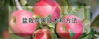 盆栽苹果技术和方法,第1图