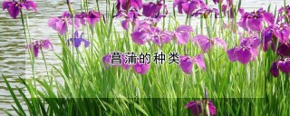 菖蒲的种类,第1图