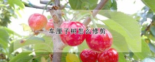 车厘子树怎么修剪,第1图