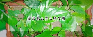 绿萝怎么养长得茂盛,第1图