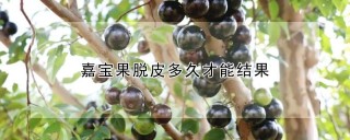 嘉宝果脱皮多久才能结果,第1图