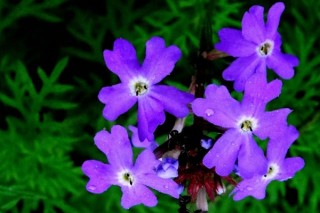 开紫花的植物,第2图