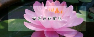 碗莲开花前兆,第1图