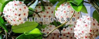 家里养球兰有什么寓意,第1图