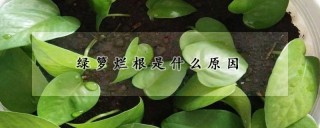 绿箩烂根是什么原因,第1图