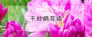 干杜鹃花语,第1图