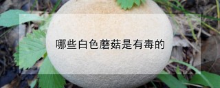 哪些白色蘑菇是有毒的,第1图