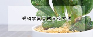 麒麟掌夏天的养殖方法,第1图