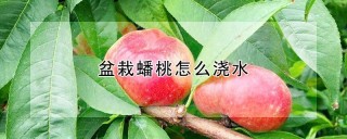 盆栽蟠桃怎么浇水,第1图