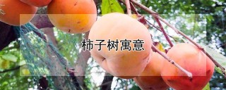 柿子树寓意,第1图