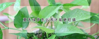 夏天绿萝怎么养才能更旺盛,第1图