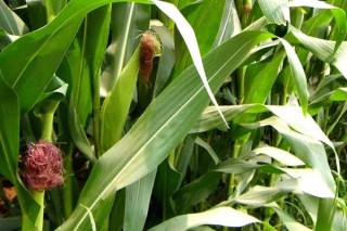 玉米靠什么传播种子,第3图