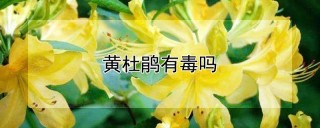 黄杜鹃有毒吗,第1图